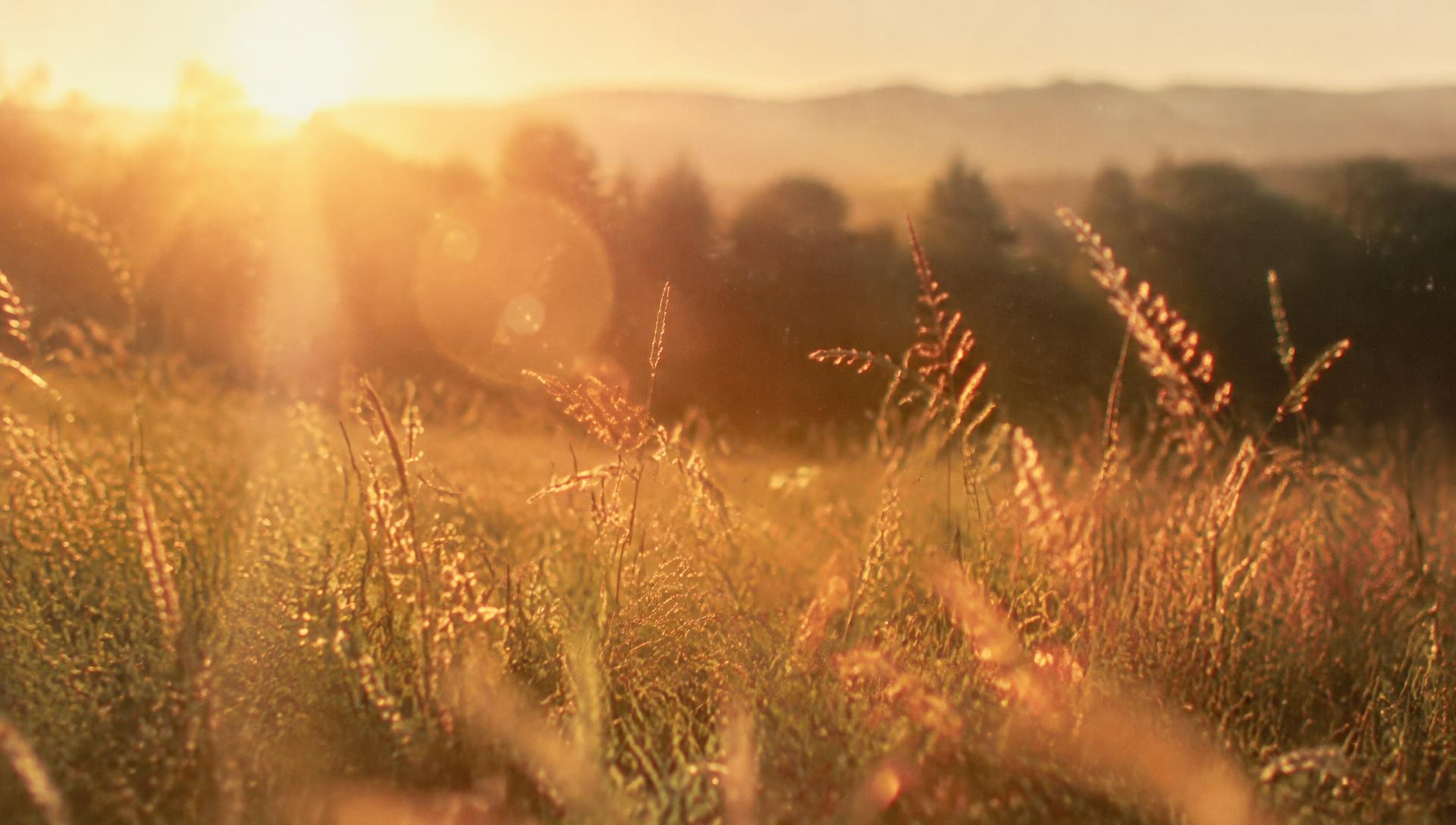 Golden hour sunlight over a meadow
